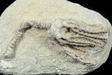 Platycrinites Crinoid Fossil - Crawfordsville, Indiana #78295-1